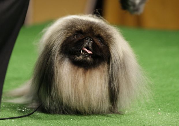 Animal shots of the week